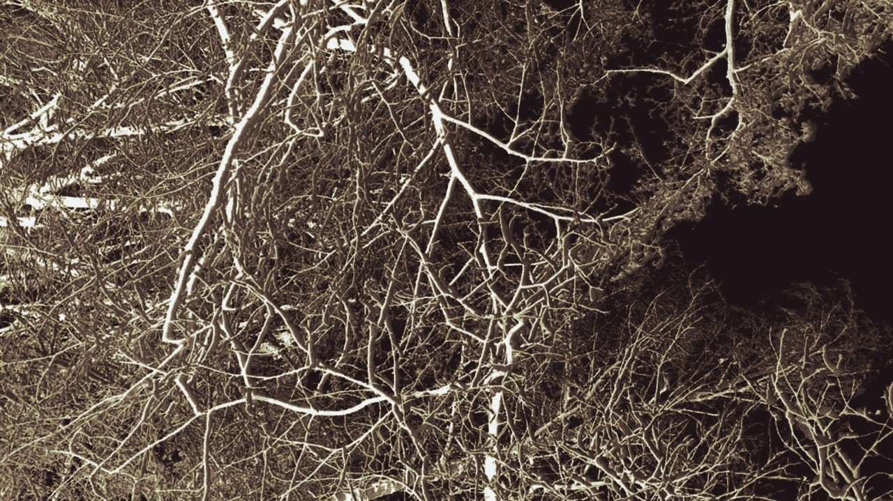 Bare winter branches against a dark background